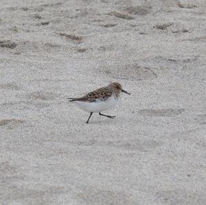 Purple Sandpiper