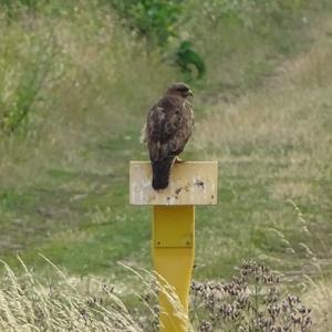 Mäusebussard