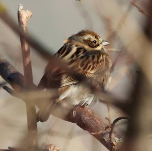 Reed Bunting