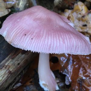 Pink Mycena