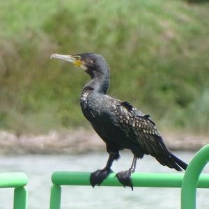 Great Cormorant