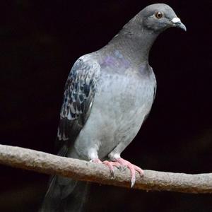 Rock Pigeon