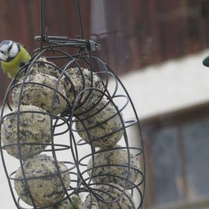 Blue Tit