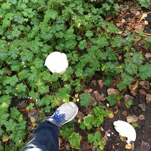 Giant Puffball