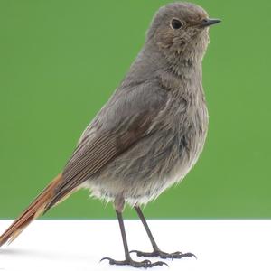 Black Redstart