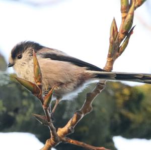 Long-tailed Tit