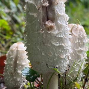 Shaggy Mane