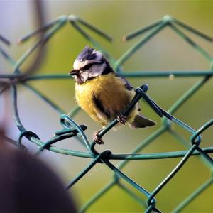 Blue Tit