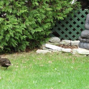 American Black Duck