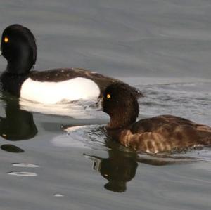 Tufted Duck