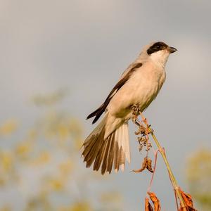 Lesser Grey Shrike