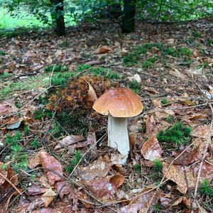 King Bolete