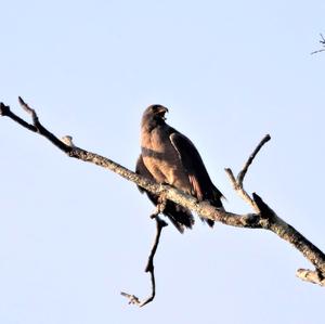 Roadside Hawk