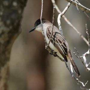 Loggerhead Kingbird