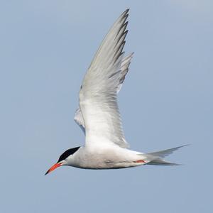 Common Tern