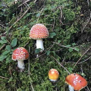 Fly Agaric