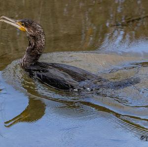 Great Cormorant