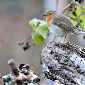 European Robin