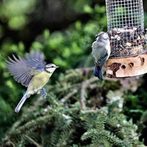 Blue Tit