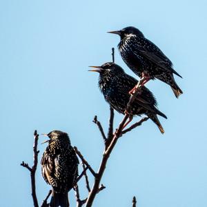 Common Starling