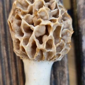 Yellow Morel