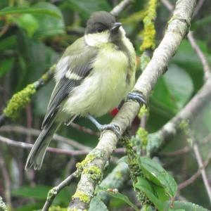 Great Tit