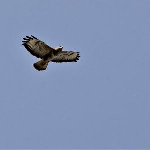 Common Buzzard