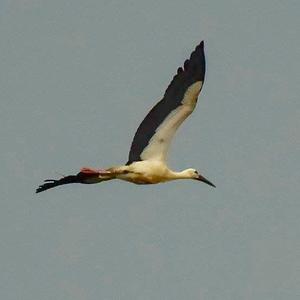 White Stork