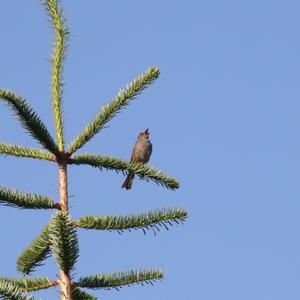 Hedge Accentor