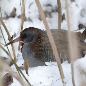 Water Rail