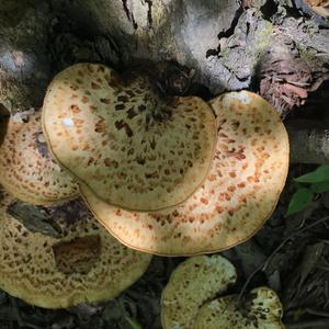 Dryad`s Saddle