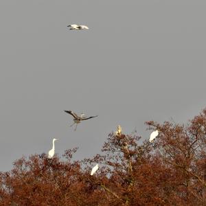 Great Egret