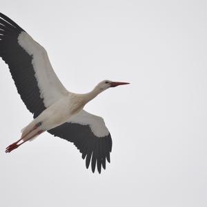 White Stork