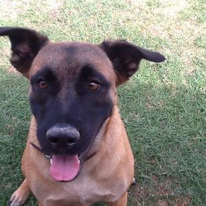 Unknown Breed