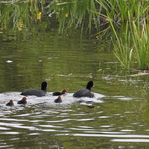 Common Coot