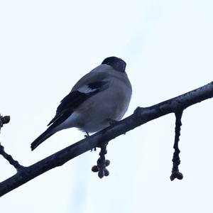 Eurasian Bullfinch