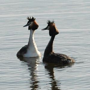 Great Crested Grebe