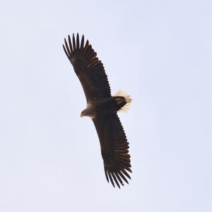 White-tailed Eagle