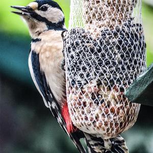 Great Spotted Woodpecker