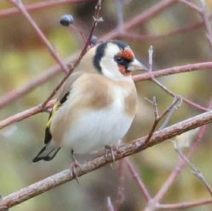 European Goldfinch