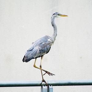 Grey Heron