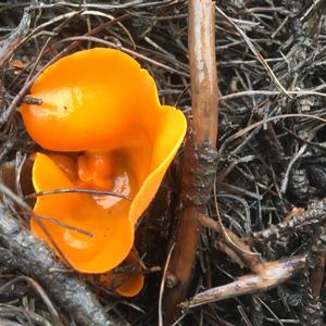 Orange Peel Fungus