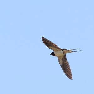 Barn Swallow