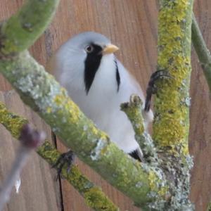 Bearded Parrotbill