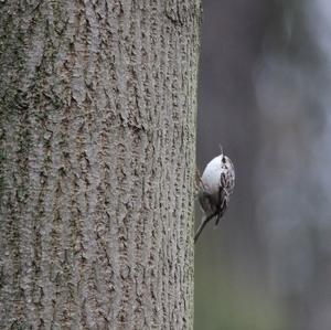 Short-toed Treecreeper