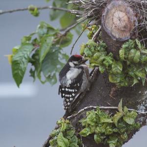 Great Spotted Woodpecker