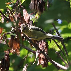 Blue Tit