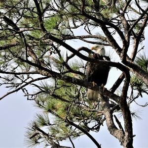 Bald Eagle