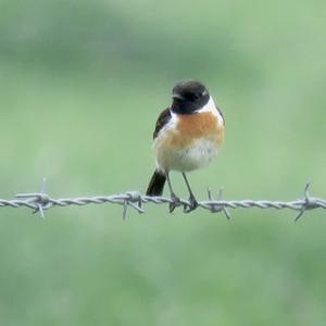 European stonechat