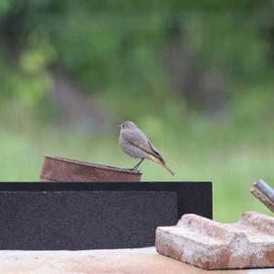 Black Redstart